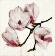 white magnolia 001